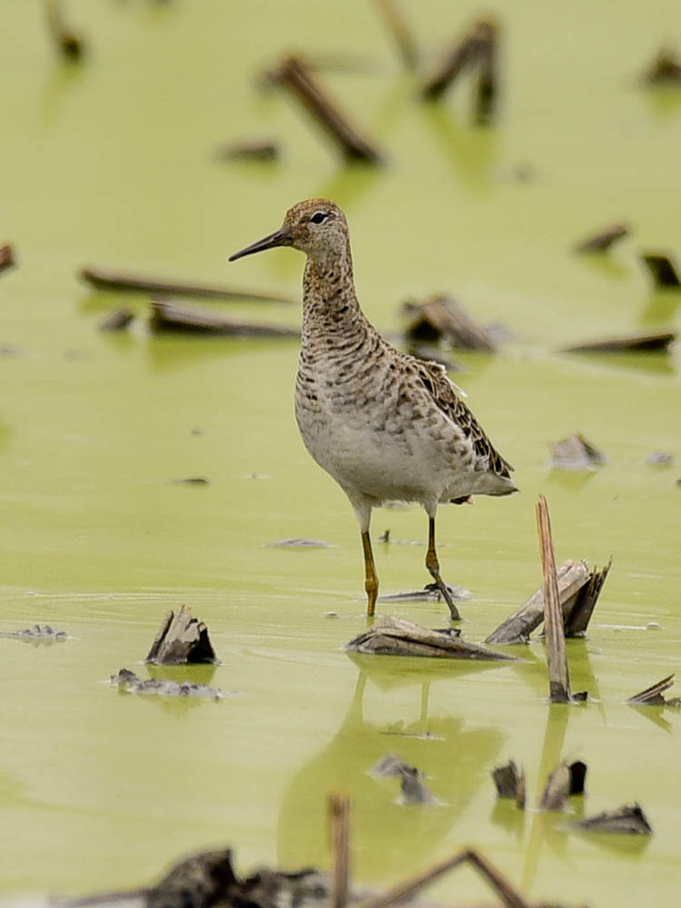 エリマキシギ(2)