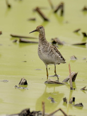 エリマキシギ(2)