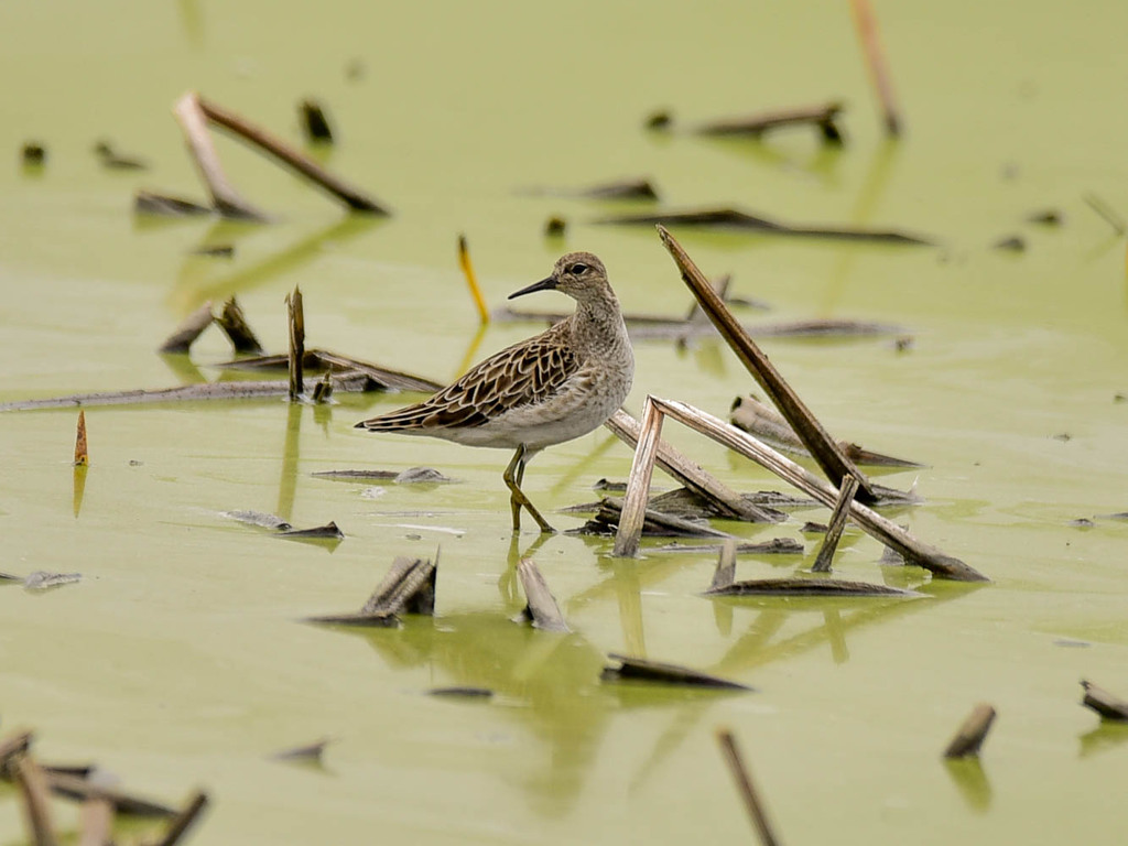エリマキシギ(3)