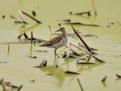 エリマキシギ(3)