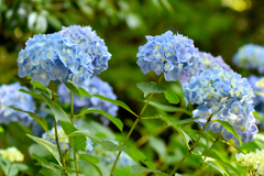 紫陽花