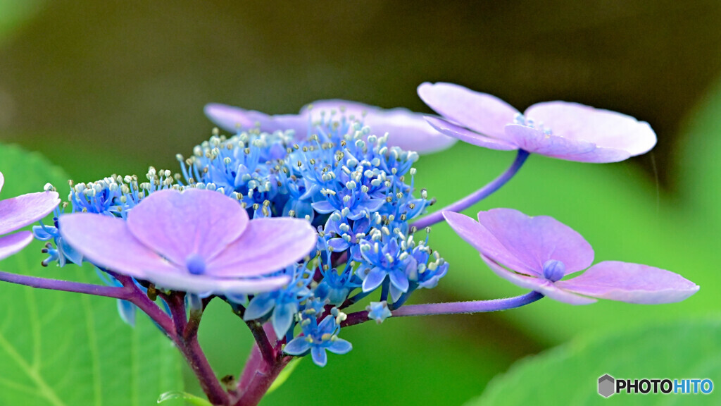 紫陽花
