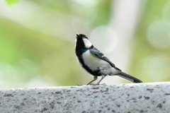 シジュウカラ