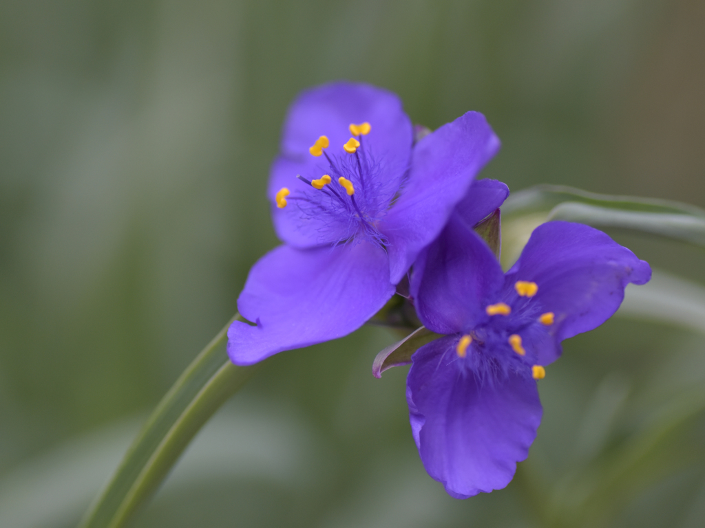 ムラサキツユクサ(1)