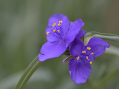 ムラサキツユクサ(1)