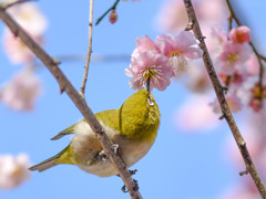 梅とメジロ(2)