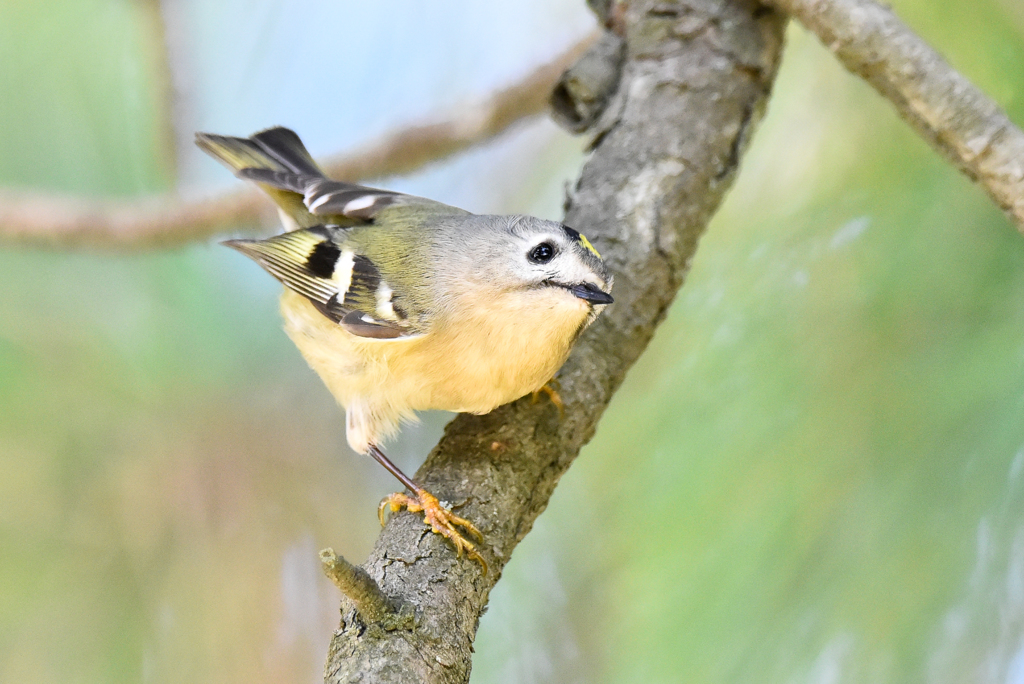 キクイタダキ(1)