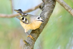 キクイタダキ(1)