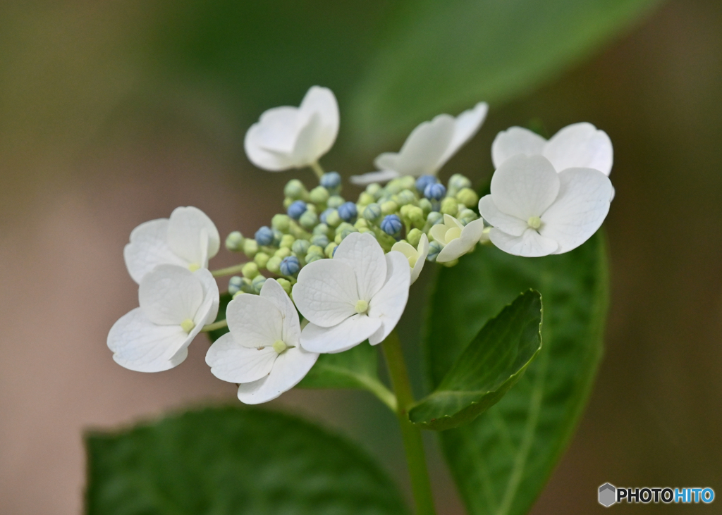 紫陽花