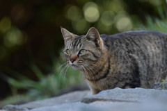 猫(2)