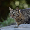 猫(2)
