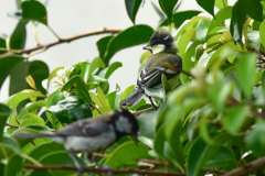 シジュウカラ-3