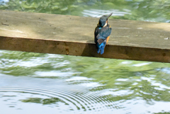 カワセミ