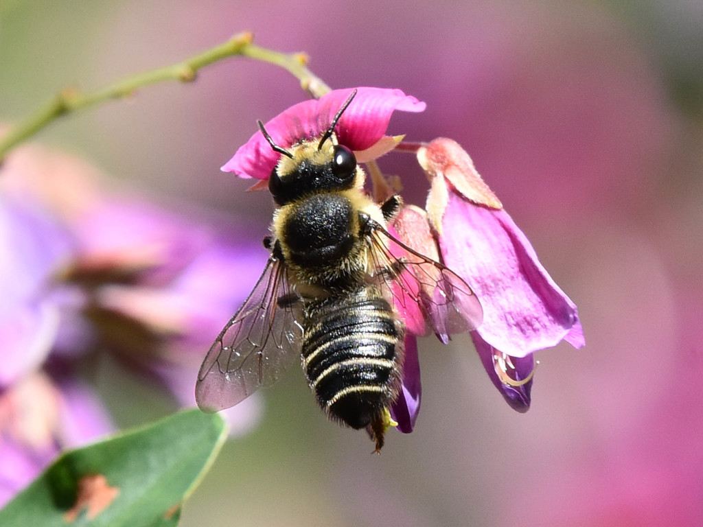 蜂