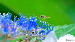 紫陽花とハナアブ