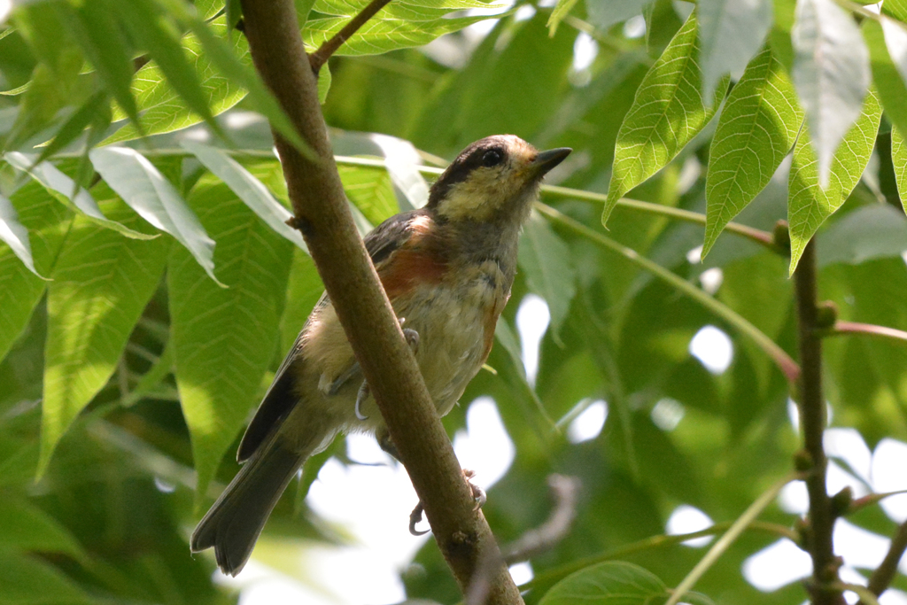 ヤマガラの幼鳥?