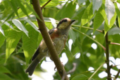 ヤマガラの幼鳥?