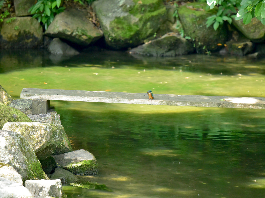 カワセミ