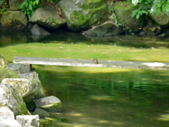 カワセミ