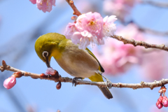 メジロと桜(1)