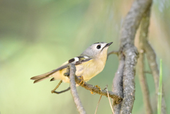 キクイタダキ(4)