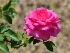 薔薇