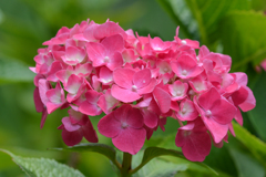 紫陽花