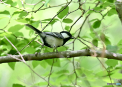 シジュウカラ