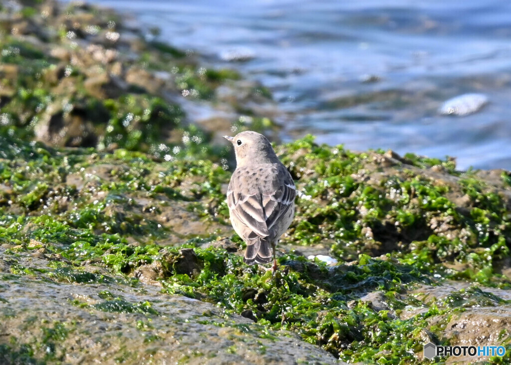 タヒバリ