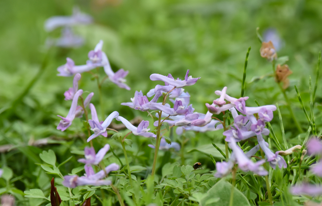 キンキエンゴサク