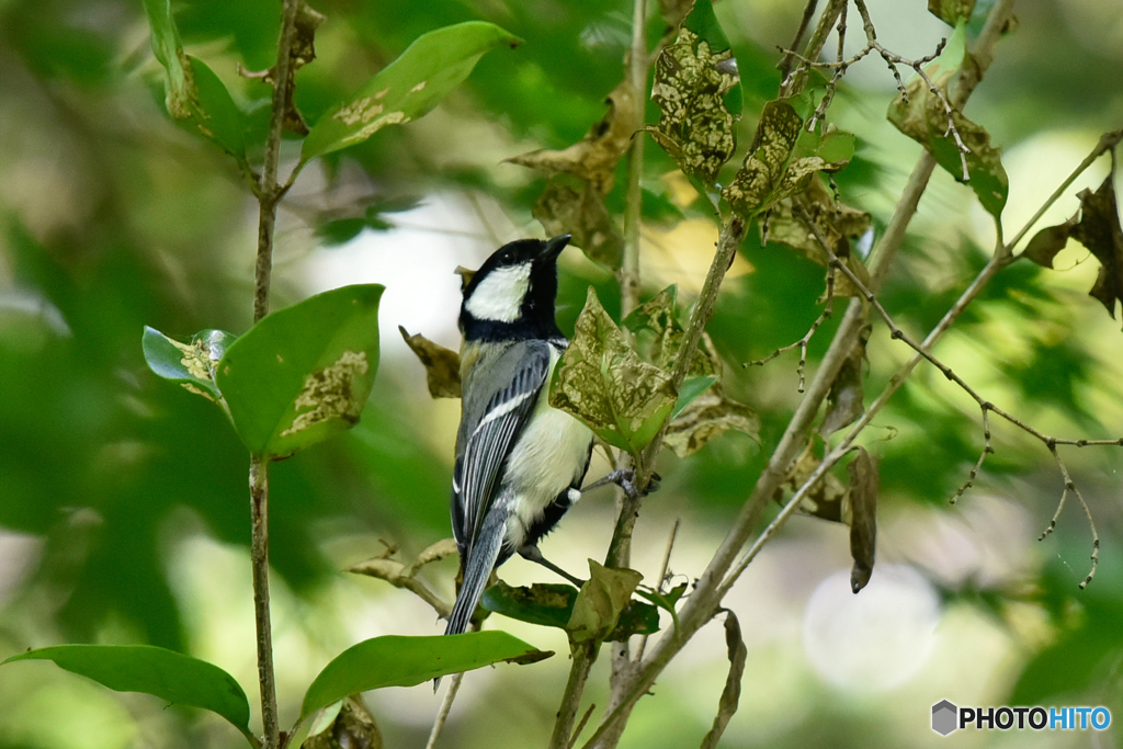 シジュウカラ-1