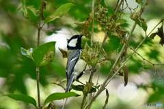 シジュウカラ-1