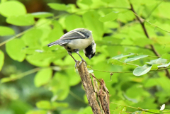 シジュウカラ