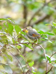 ソウシチョウ