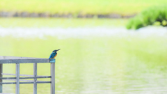 カワセミ