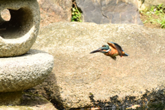 カワセミ
