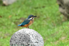 カワセミ-3