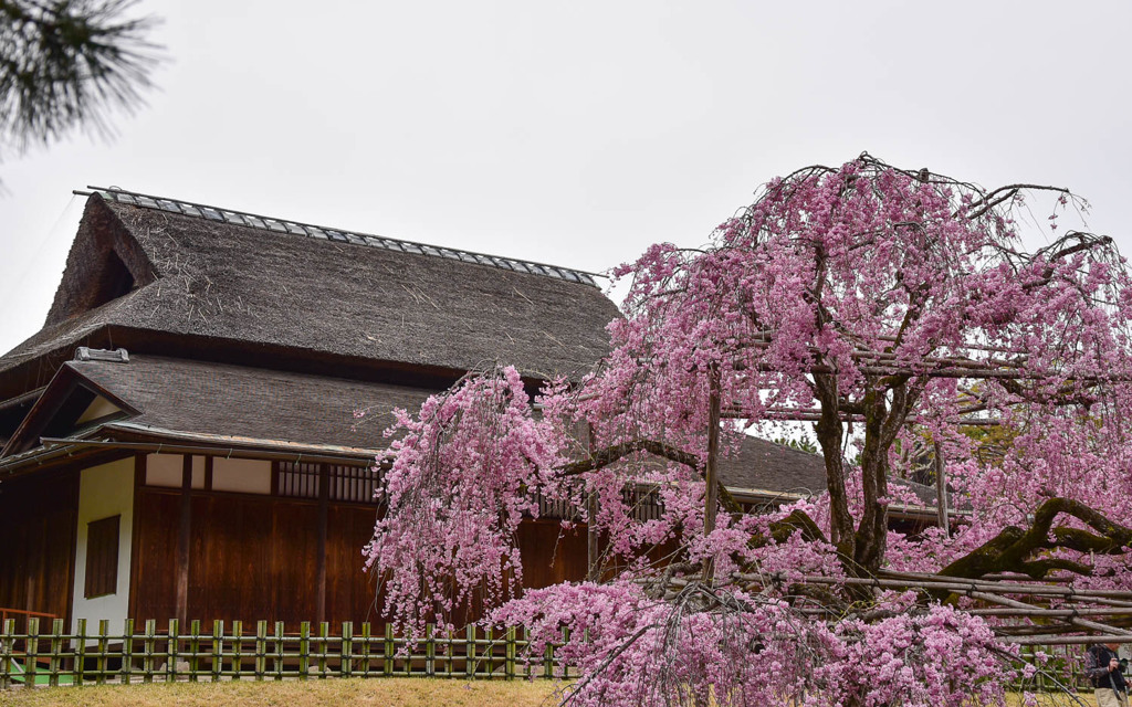 岡山後楽園の枝垂桜