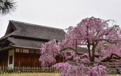 岡山後楽園の枝垂桜