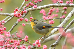 ソウシチョウ