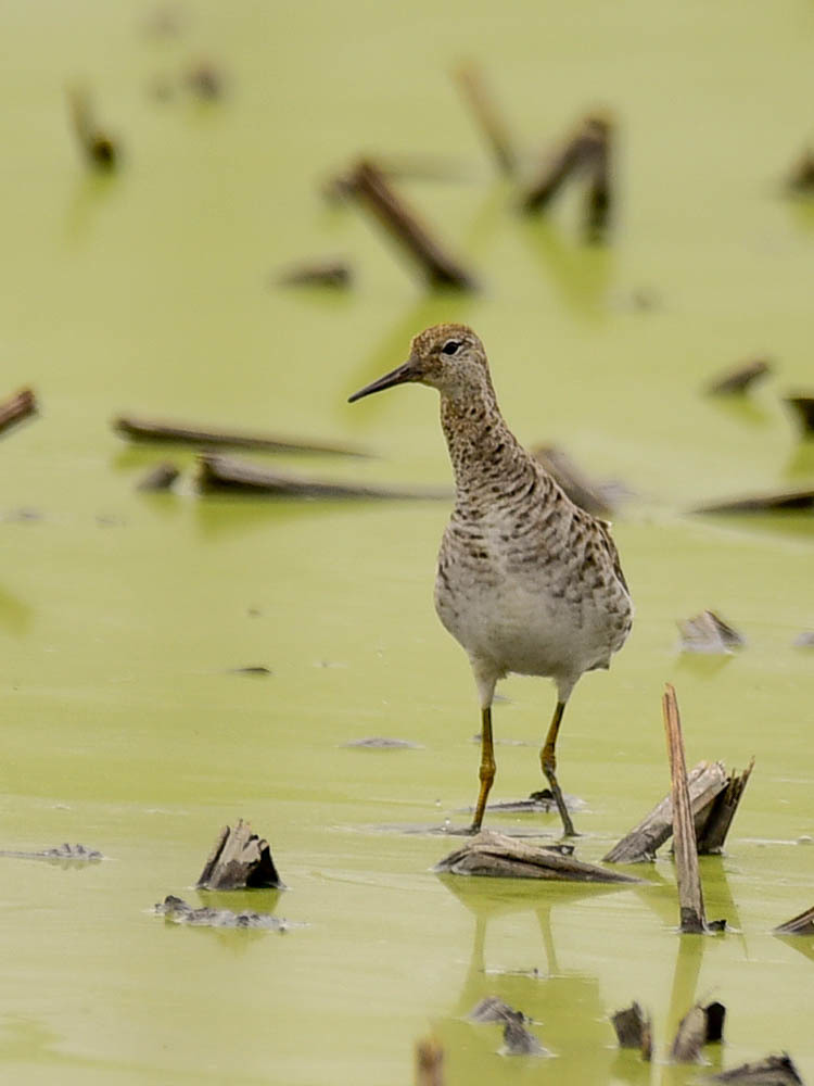 エリマキシギ(1)