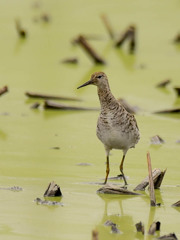 エリマキシギ(1)