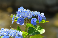 紫陽花-1