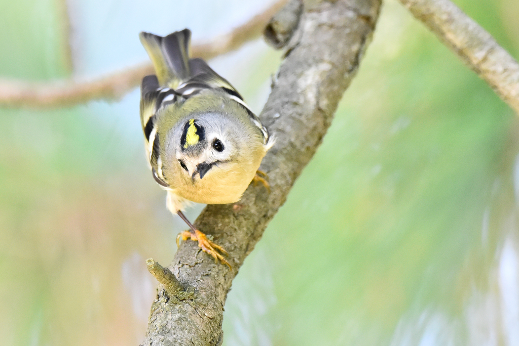 キクイタダキ(2)