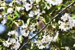 桜とシメ