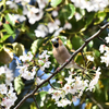 桜とシメ