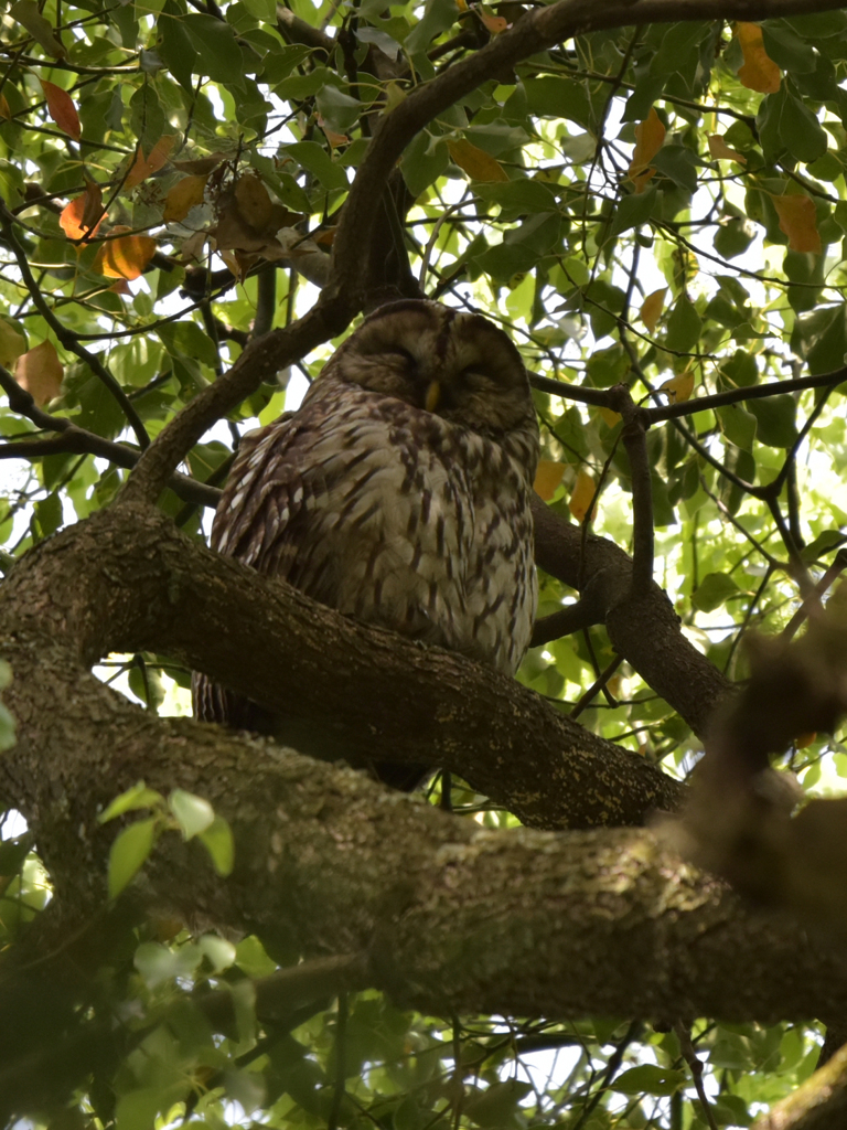 フクロウの親(2)