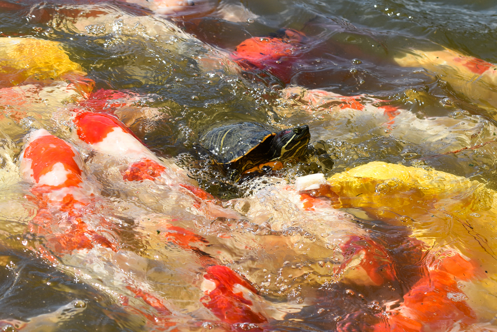 錦鯉とカメ