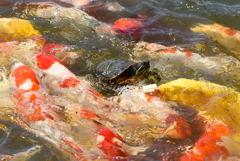 錦鯉とカメ