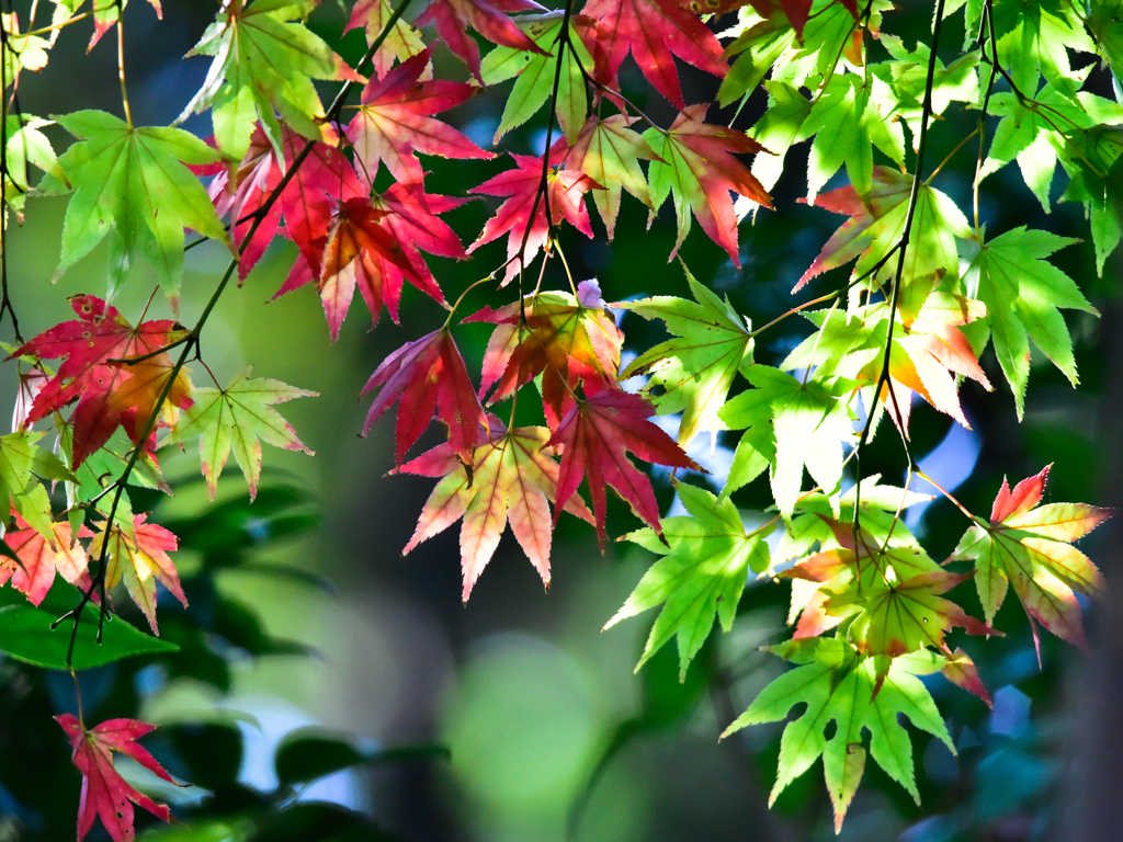 紅葉(1)